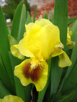 Irys miniaturowy 'Meadow Court' (Iris pumila) sadzonka korzeniowa, żółte / w odcieniu żółtym