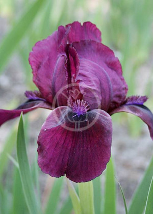 Irys miniaturowy 'Pastel Charm' (Iris pumila) pojemnik P13 (13x13x13) 1 szt., fioletowe / w odcieniu fioletowym