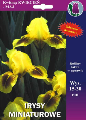 Irys miniaturowy 'Red Heart' (Iris pumila) sadzonka korzeniowa, żółte / w odcieniu żółtym, kwiaty dwubarwne, kwiaty wielobarwne