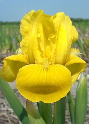Irys miniaturowy 'Amber' (Iris pumila) sadzonka korzeniowa, żółte / w odcieniu żółtym