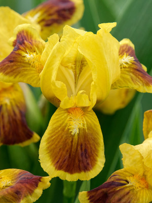 Irys miniaturowy 'Ze Zeng' (Iris pumila) pojemnik P13 (doniczka 13x13x13 cm), zielone / w odcieniu zielonym, żółte / w odcieniu żółtym, kwiaty dwubarw