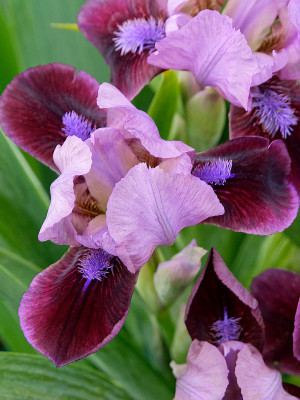 Irys miniaturowy fioletowo-bordowy (Iris pumila) sadzonka korzeniowa, fioletowe / w odcieniu fioletowym, kwiaty dwubarwne, kwiaty wielobarwne
