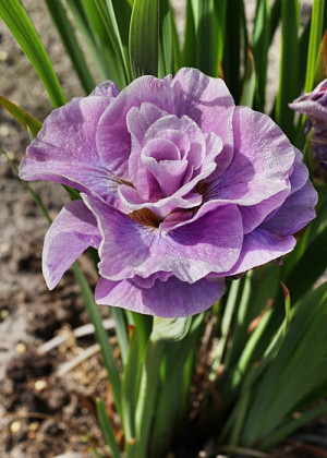 Irys syberyjski 'Pink Parfait' (Iris sibirica) sadzonka korzeniowa, różowe / w odcieniu różowym
