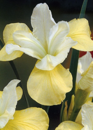 Irys syberyjski 'Welfenfurstin' (Iris sibirica) sadzonka korzeniowa, żółte / w odcieniu żółtym
