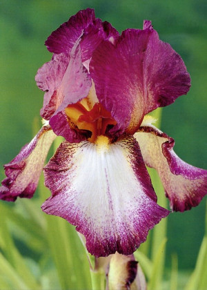Irys amerykański 'Confetti' (Iris germanica) sadzonka korzeniowa, fioletowe / w odcieniu fioletowym, kwiaty dwubarwne, kwiaty wielobarwne