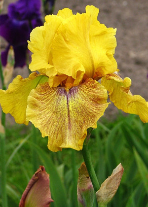 Irys amerykański 'Desert Echo'' (Iris germanica) sadzonka korzeniowa, żółte / w odcieniu żółtym