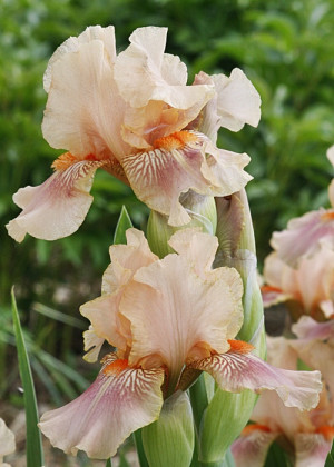 Irys amerykański 'June Rose' (Iris germanica) sadzonka korzeniowa, różowe / w odcieniu różowym