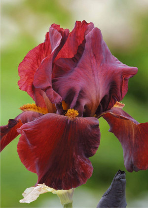 Irys amerykański 'War Chief' (Iris germanica) sadzonka korzeniowa, czarne / bardzo ciemne