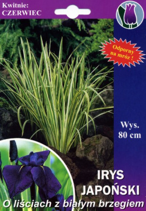 Irys japoński 'Variegata' (Iris ensata) sadzonka korzeniowa, fioletowe / w odcieniu fioletowym