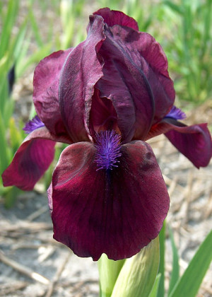 Irys miniaturowy 'Cherry Garden' (Iris pumila) sadzonka korzeniowa, fioletowe / w odcieniu fioletowym, kwiaty dwubarwne, brązowe / w odcieniu brązowym