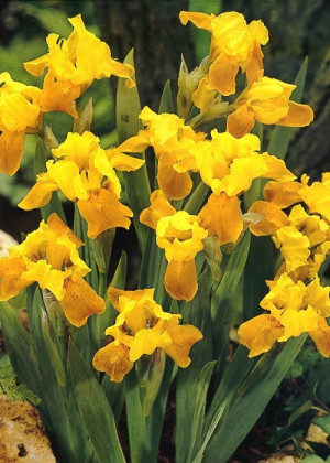 Irys miniaturowy 'Gleaming Gold' (Iris pumila) sadzonka korzeniowa, żółte / w odcieniu żółtym