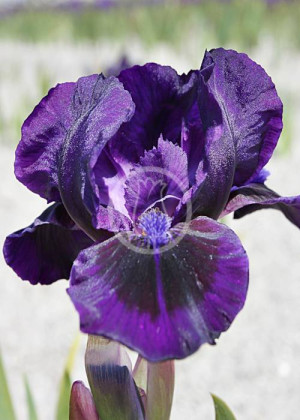 Irys miniaturowy 'Michael Paul' (Iris pumila) sadzonka korzeniowa, czarne / bardzo ciemne