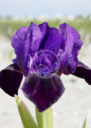 Irys miniaturowy 'Velvet Caper' (Iris pumila) sadzonka korzeniowa, niebieskie / w odcieniu niebieskim