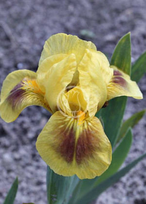 Irys miniaturowy 'Ze Zeng' (Iris pumila) sadzonka korzeniowa, zielone / w odcieniu zielonym, żółte / w odcieniu żółtym, kwiaty dwubarwne, kwiaty wielo