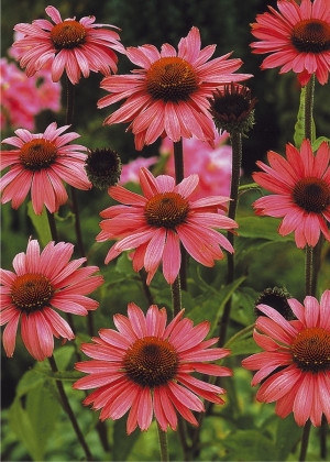 Jeżówka 'Magnus' (Echinacea purpurea) pojemnik C2 (doniczka okrągła 2 litry), fioletowe / w odcieniu fioletowym