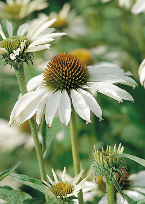 Jeżówka 'White Swan' (Echinacea purpurea) pojemnik P9 (doniczka 9x9x10cm), białe / w odcieniu białym