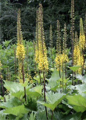 Języczka wąskogłówkowa 'The Rocket' (Ligularia stenocephala) pojemnik P2 (doniczka kwadratowa 2l), żółte / w odcieniu żółtym
