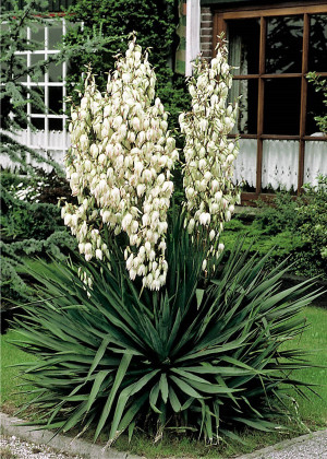 Juka karolińska ogrodowa (Yucca filamentosa) pojemnik P11 (doniczka 11X11X12cm); 1 szt., białe / w odcieniu białym