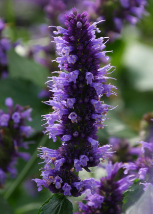 Kłosowiec 'Black Adder' (Agastache) sadzonka korzeniowa, niebieskie / w odcieniu niebieskim, fioletowe / w odcieniu fioletowym, kwiaty dwubarwne