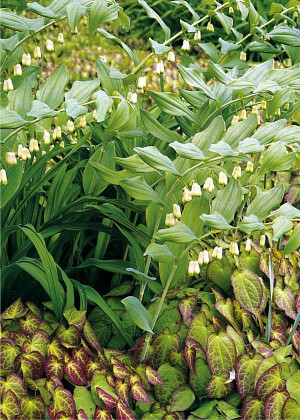 Kokoryczka wielokwiatowa (Polygonatum multiflorum) pojemnik P11 (doniczka 11X11X12cm); 1 szt., białe / w odcieniu białym