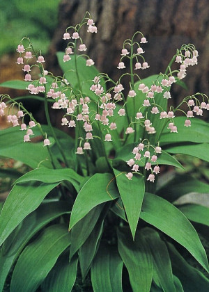Konwalia majowa 'Rosea' (Convallaria majalis) sadzonka korzeniowa, 2 szt., różowe / w odcieniu różowym