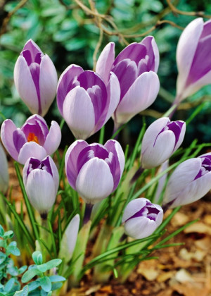 Krokus ogrodowy 'Vanguard' (Crocus) pojemnik P9 (doniczka 9x9x10cm) 3 cebule, niebieskie / w odcieniu niebieskim, fioletowe / w odcieniu fioletowym
