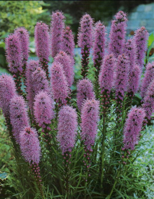 Liatra kłosowa fioletowa (Liatris spicata) pojemnik C2 (doniczka okrągła 2 litrowa), fioletowe / w odcieniu fioletowym