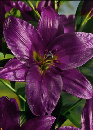 Lilia drzewiasta 'Purple Prince' (Lilium OT hybrid) cebulki kwiatowe, rozmiar 20+, fioletowe / w odcieniu fioletowym