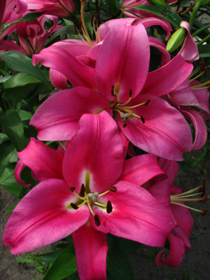 Lilia drzewiasta 'Robina' (Lilium OT hybrid) cebulki kwiatowe, rozmiar 24+, różowe / w odcieniu różowym