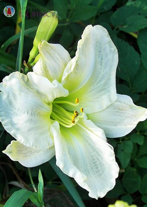 Liliowiec 'Arctic Snow' (Hemerocallis hybrida) sadzonka korzeniowa, białe / w odcieniu białym