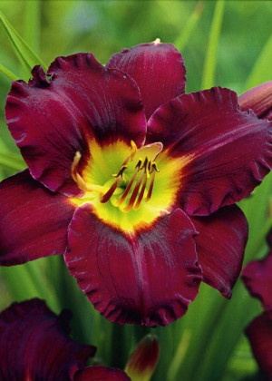 Liliowiec 'Bela Lugosi' (Hemerocallis hybrida) sadzonka korzeniowa, fioletowe / w odcieniu fioletowym