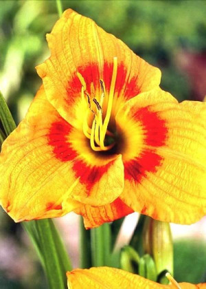 Liliowiec 'Black Eyed Susan' (Hemerocallis hybrida) sadzonka korzeniowa, żółte / w odcieniu żółtym, kwiaty dwubarwne