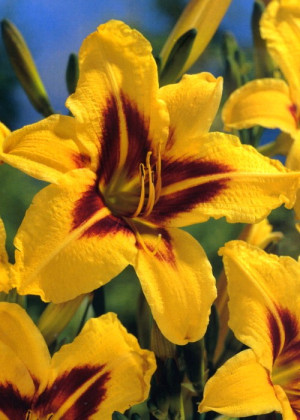 Liliowiec 'Bonanza' (Hemerocallis hybrida) sadzonka korzeniowa, żółte / w odcieniu żółtym, kwiaty dwubarwne