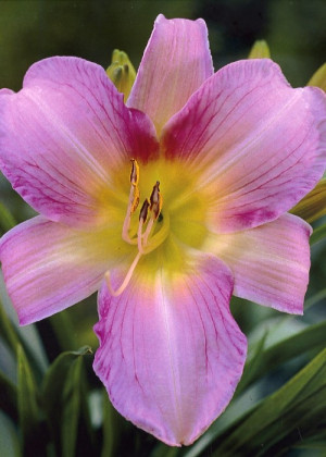 Liliowiec 'Catherine Woodbury' (Hemerocallis hybrida) sadzonka korzeniowa, fioletowe / w odcieniu fioletowym