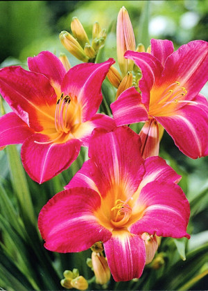 Liliowiec 'Cherry Cheeks' (Hemerocallis hybrida) sadzonka korzeniowa, czerwone / w odcieniu czerwonym