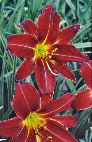 Liliowiec 'Chicago Black Out' (Hemerocallis hybrida) sadzonka korzeniowa, czerwone / w odcieniu czerwonym