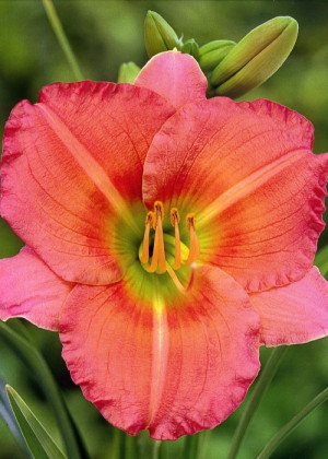 Liliowiec 'Chorus Line' (Hemerocallis hybrida) sadzonka korzeniowa, różowe / w odcieniu różowym