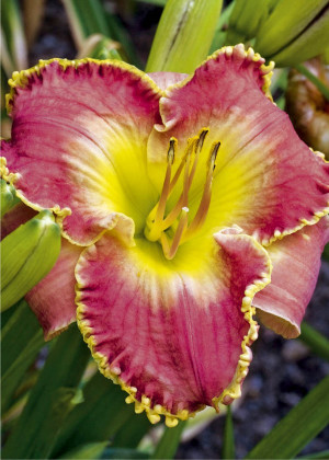 Liliowiec 'Clothed in Glory' (Hemerocallis hybrida) sadzonka korzeniowa, różowe / w odcieniu różowym