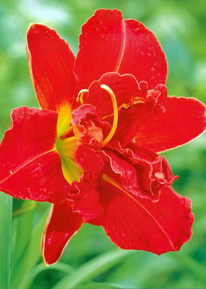 Liliowiec 'Double Firecracker' (Hemerocallis hybrida) sadzonka korzeniowa, czerwone / w odcieniu czerwonym