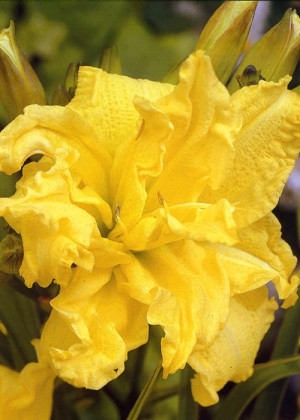 Liliowiec 'Double River Wye' (Hemerocallis hybrida) sadzonka korzeniowa, żółte / w odcieniu żółtym