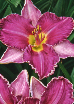 Liliowiec 'Edge of Darkness' (Hemerocallis hybrida) sadzonka korzeniowa, fioletowe / w odcieniu fioletowym