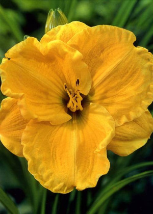 Liliowiec 'Eenie Allegro' (Hemerocallis hybrida) pojemnik P11 (doniczka 11X11X12cm); 1 szt., pomarańczowe / w odcieniu pomarańczowym