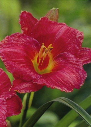 Liliowiec 'Eenie Fanfare' (Hemerocallis hybrida) sadzonka korzeniowa, fioletowe / w odcieniu fioletowym