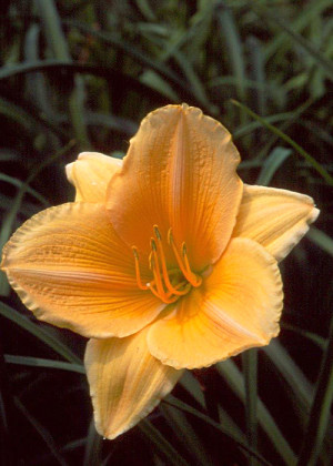 Liliowiec 'Ewa' (Hemerocallis hybrida) sadzonka korzeniowa,