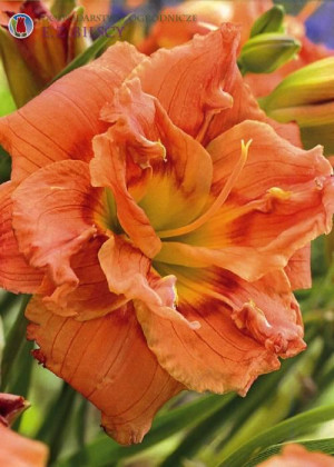 Liliowiec 'Frances Joiner' (Hemerocallis hybrida) sadzonka korzeniowa, pomarańczowe / w odcieniu pomarańczowym