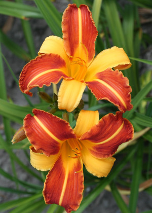 Liliowiec 'Frans Hals' (Hemerocallis hybrida) sadzonka korzeniowa, kwiaty dwubarwne