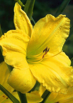 Liliowiec 'Halina' (Hemerocallis hybrida) sadzonka korzeniowa, żółte / w odcieniu żółtym