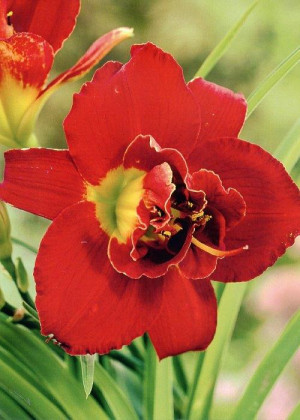 Liliowiec 'Highland Lord' (Hemerocallis hybrida) sadzonka korzeniowa, czerwone / w odcieniu czerwonym