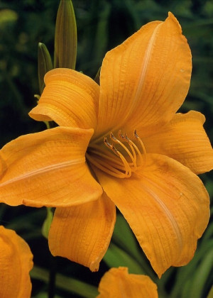 Liliowiec 'Irish Ice' (Hemerocallis hybrida) sadzonka korzeniowa, pomarańczowe / w odcieniu pomarańczowym