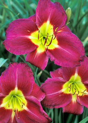 Liliowiec 'John Johnsky' (Hemerocallis hybrida) sadzonka korzeniowa, fioletowe / w odcieniu fioletowym